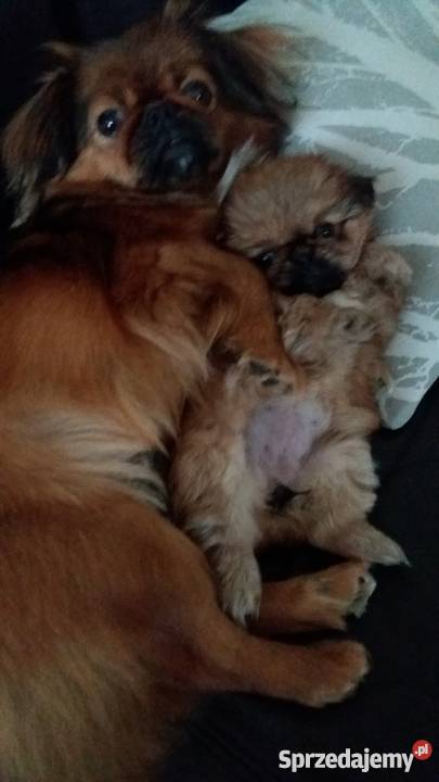 Pekińczyk Psy Radom