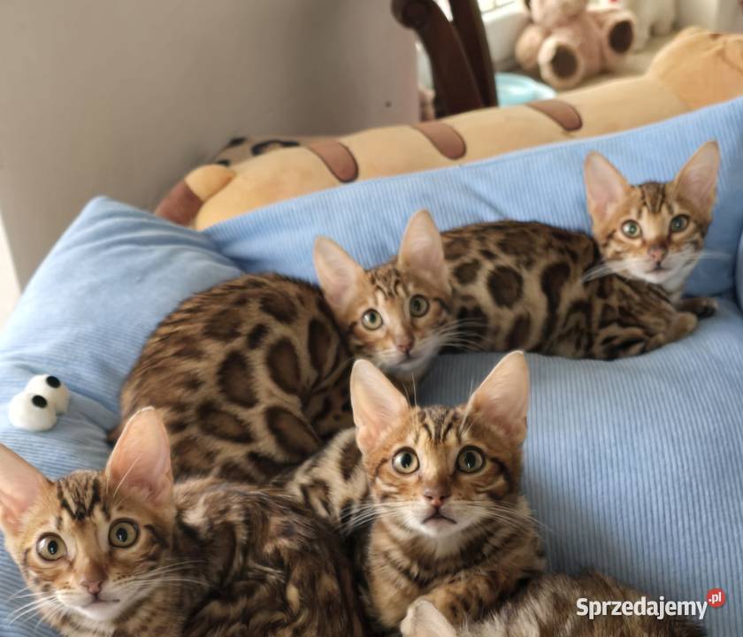 Kociaki Bengalskie gotowe do odbioru mazowieckie Józefów