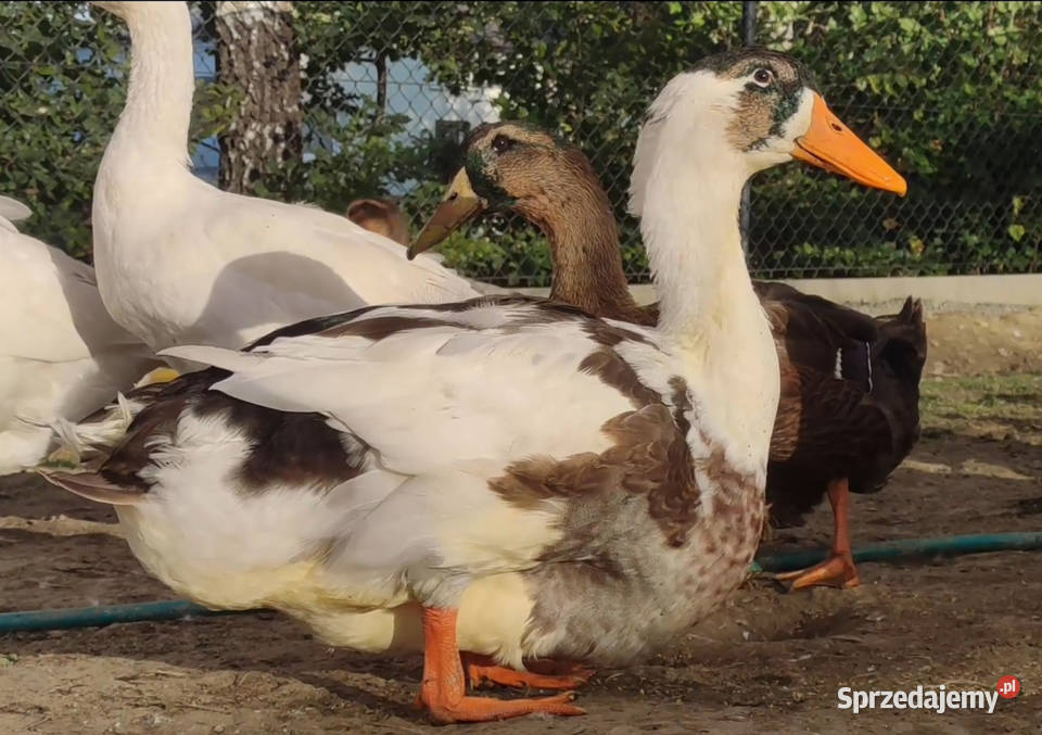 Kaczątka Kaczka ruańska rouen linia wystawowa Ptaki