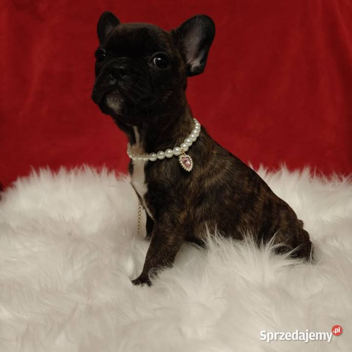 Buldog francuski przebadanych rodzicach Łańcut