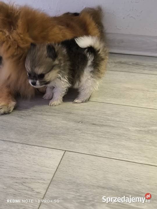 Szpic miniaturowy pomeranian piękne miniaturowe Mielec