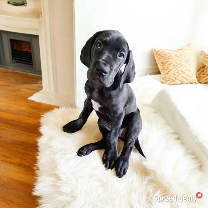 Dog niemiecki małopolskie