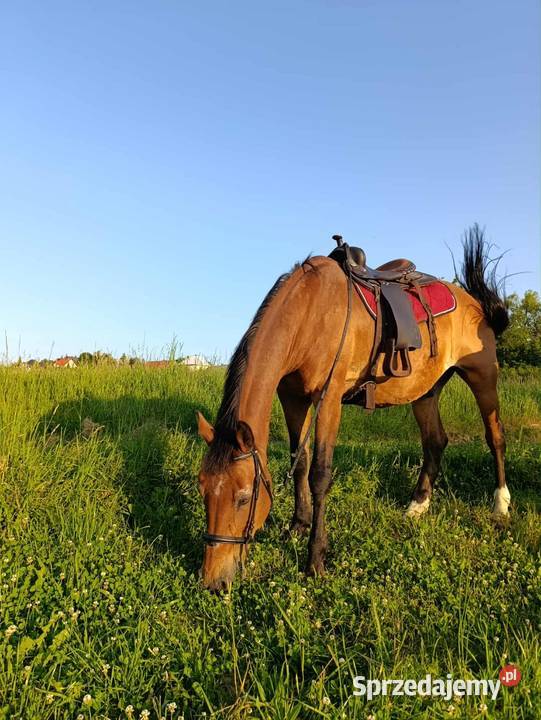 Sprzedam dwa wałachy zajezdzone 21lat i 19lat Myślenice