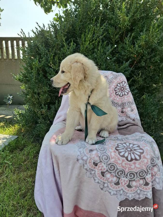 Sprzedam pieski Golden Retriever wielkopolskie Kąkolewo sprzedam
