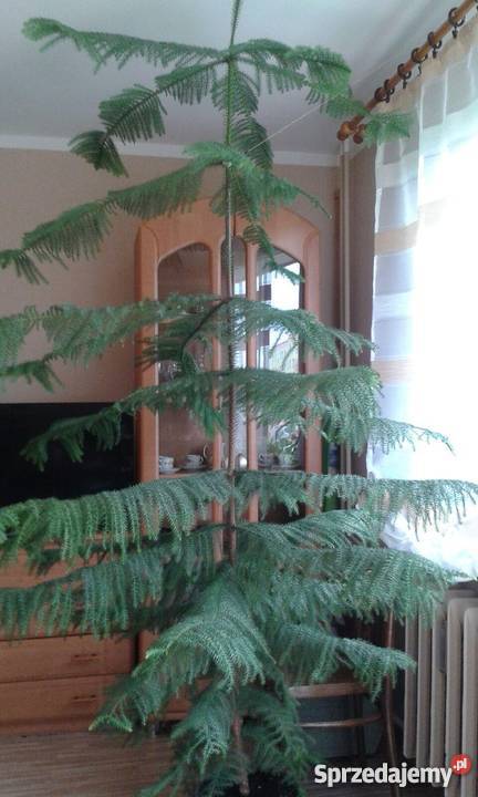 Piękna araukaria 230 m świętokrzyskie Ostrowiec Świętokrzyski sprzedam