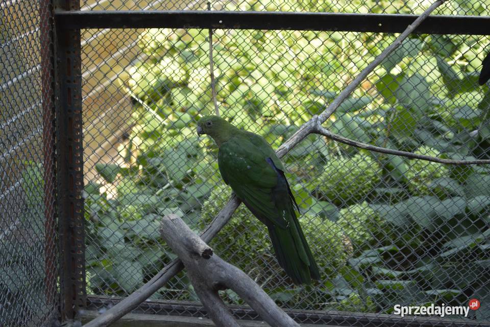 Papugi szkarłatki królewskie podkarpackie Rzeszów