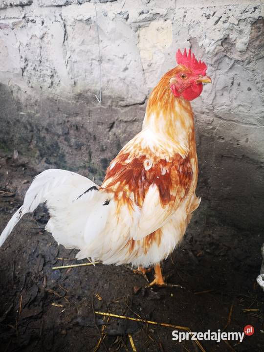 Koguty z Kwietnia tego roku Grabków sprzedam