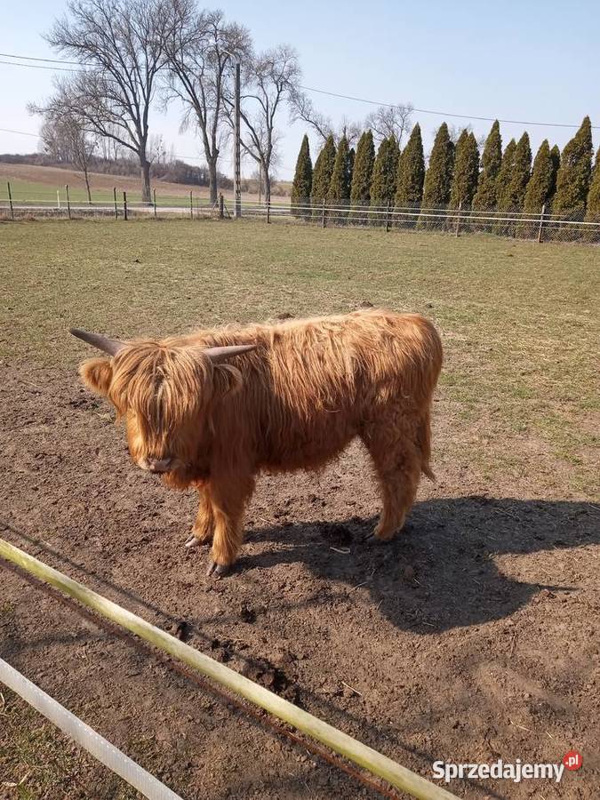 Bydło szkockie rasa Highland Słubice