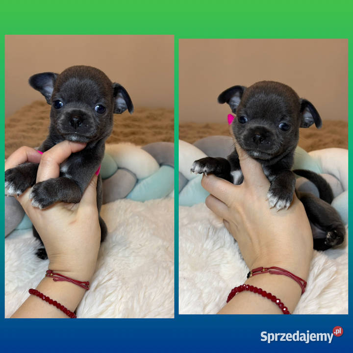 Chihuahua piesek krótkowłosy niebieski Blue łódzkie Bełchatów