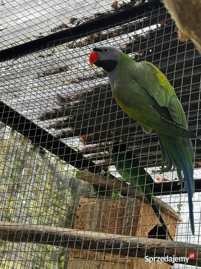 Papugi Aleksandretty Chińskie Rozelle śląskie Cisiec