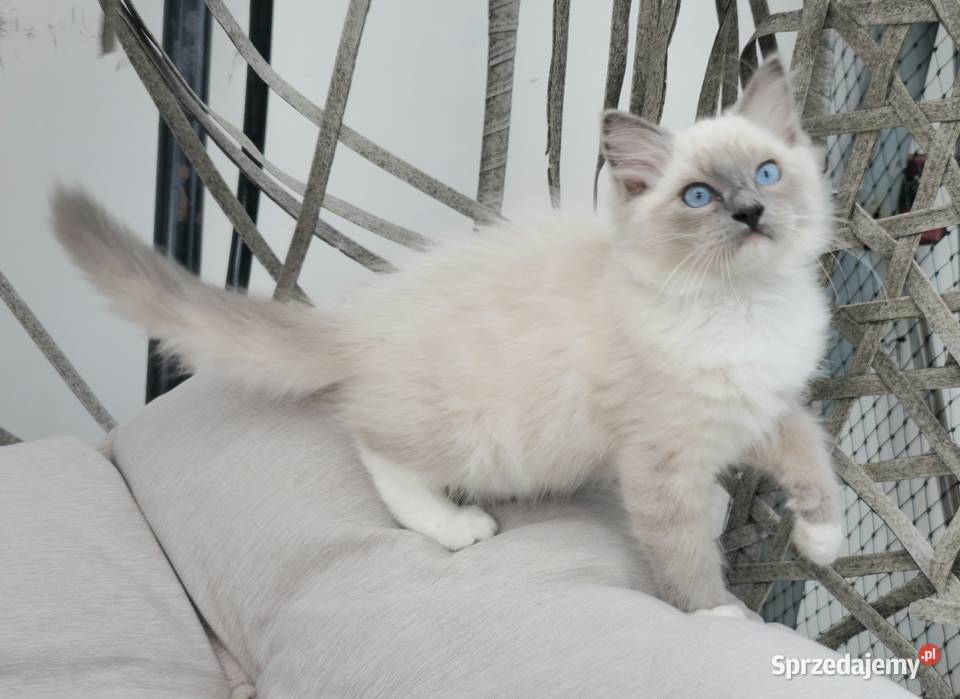 Ragdoll blue mitted