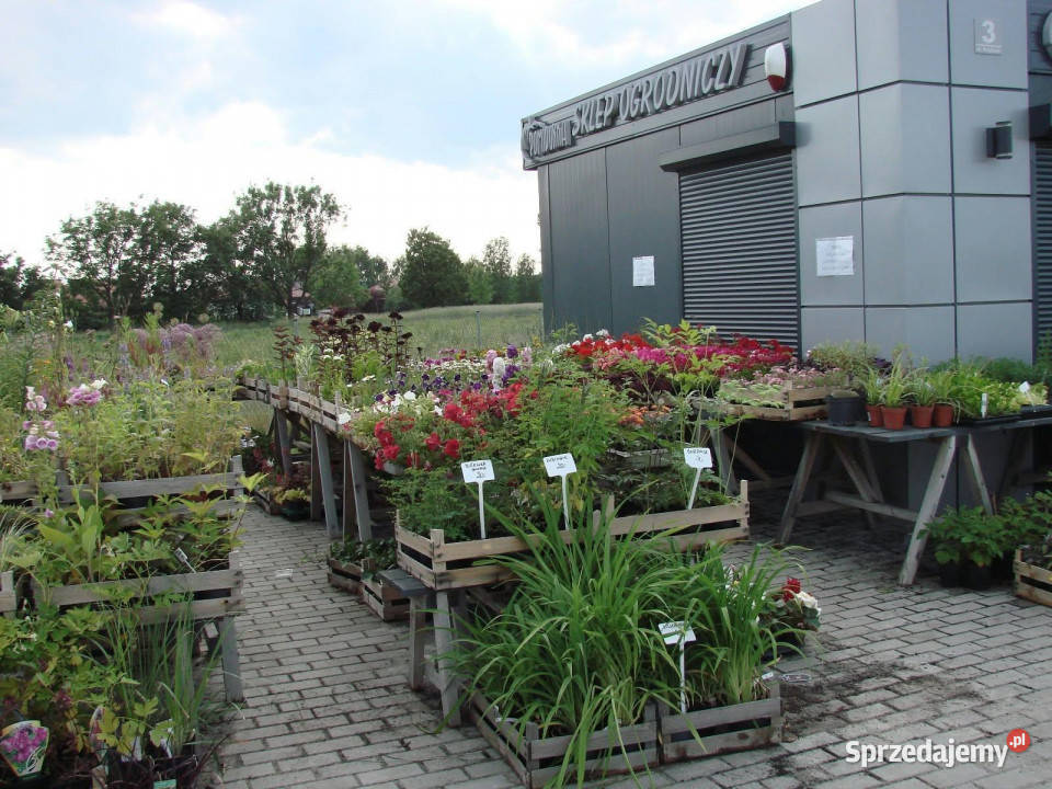 Grunt 1645m2 Miłoszyce Lesie 1645m2 sprzedam