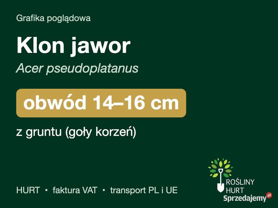 Klon jawor Acer pseudoplatanus obwód 1416 z wielkopolskie
