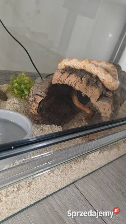 Wąż zbożowyterarrium z wyposażeniem Warszawa