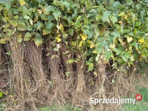 Sadzonki buka Buk pospolity na zalesienia 3 podkarpackie Brzostek sprzedam
