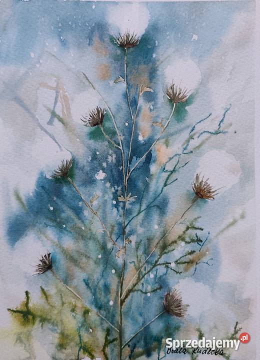 Akwarela Akwarelka Obraz pt Ostrożeń Polny Kolonia Łódź