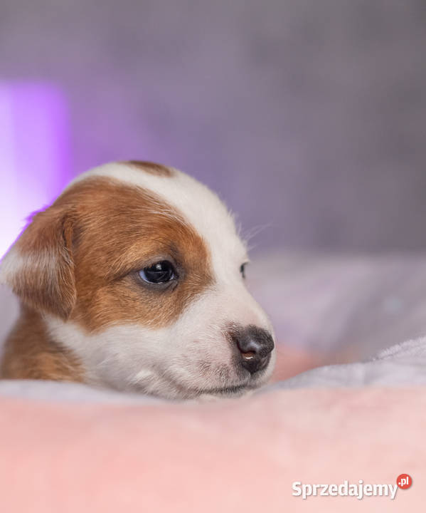 Gładkowłosa suczka ZKwP FCI Warszawa