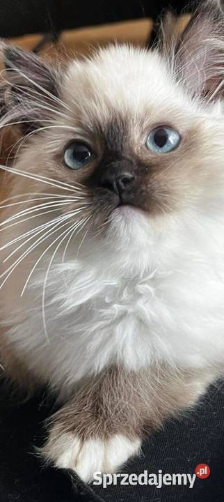 Ragdoll wystawowohodowlany Rzeszów
