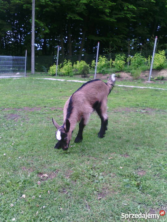 Piękna kozakózka mlecznej kozy Kartuzy