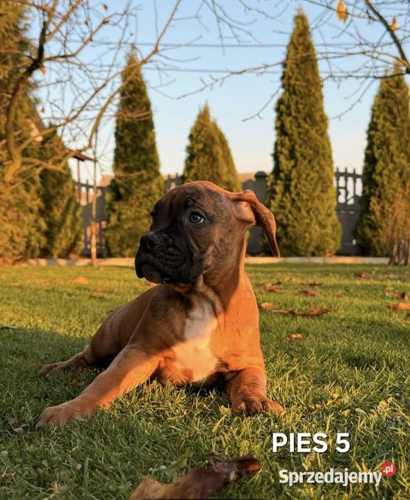 Szczeniaki Bokser wielkopolskie