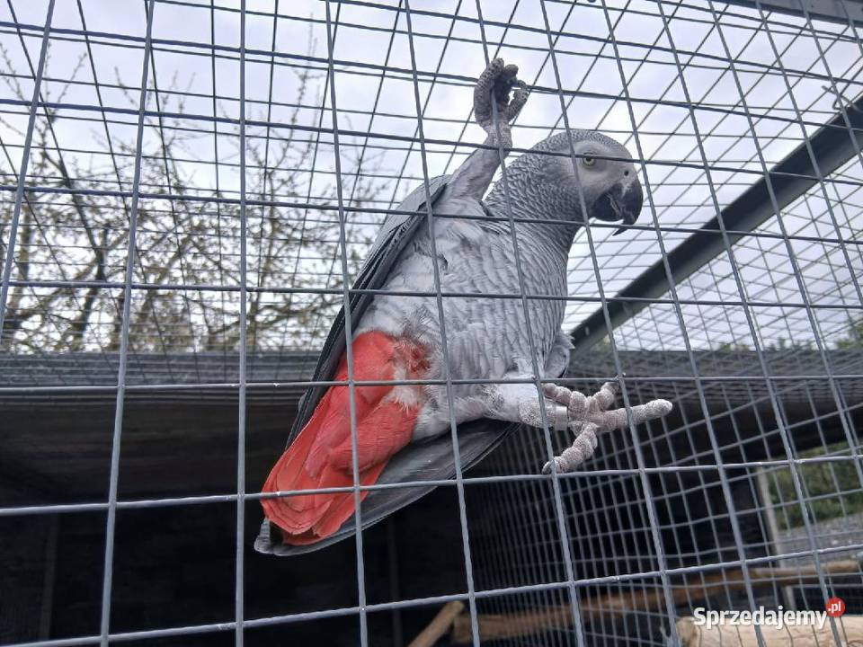 Papugi żako Ptaki kujawsko-pomorskie Barcin