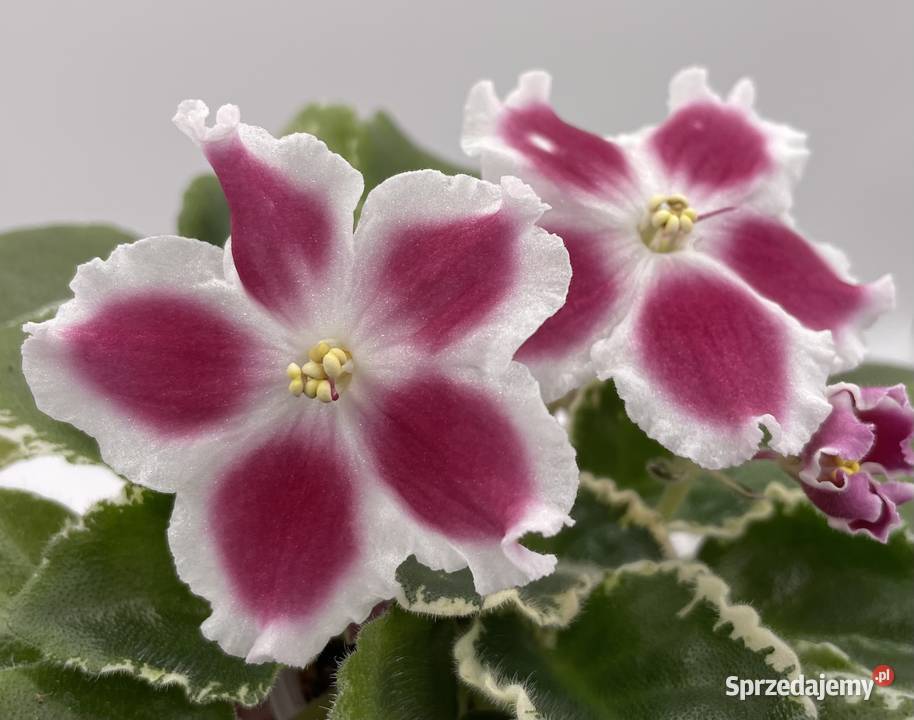 Fiołek afrykański kwitnąca sadzonka Jędrzejów sprzedam