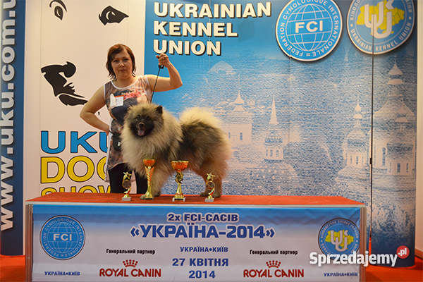 Keeshond Szpic wilczy Lublin sprzedam