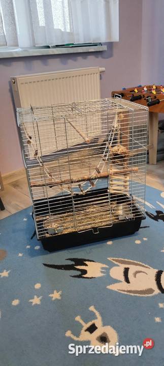 Rudosterka zielonolica Ptaki sprzedam