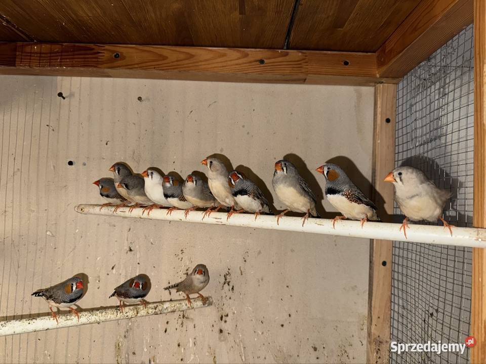 Zeberki Cianowice sprzedam