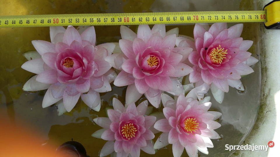 Lilie wodne nenufar Sarzyna
