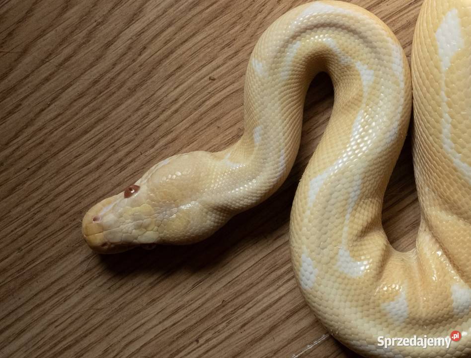 PYTON KRÓLEWSKI SAMIEC Warszawa