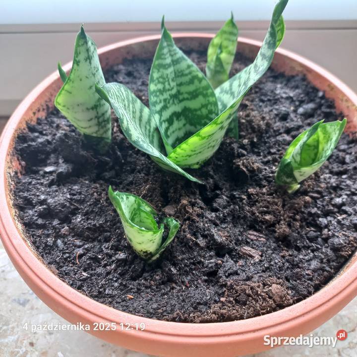 Sansewieria wężownica Poznań