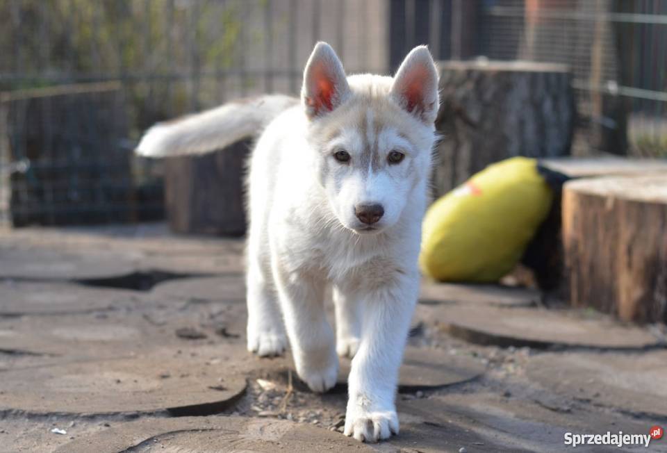 siberian husky rodowodowe szczenięta sprzedam