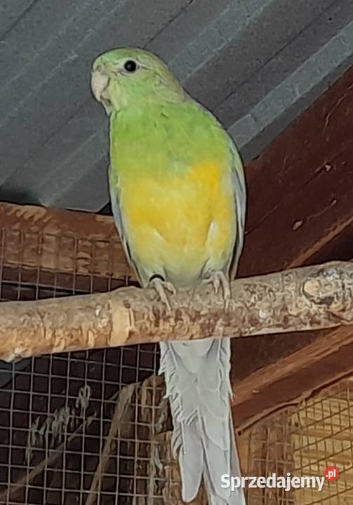 Świergotki zmienią woliere Zwierzęta małopolskie Wadowice sprzedam