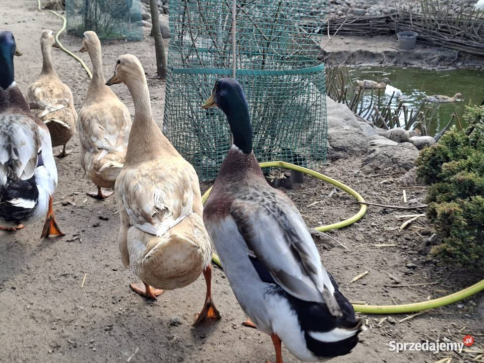 Kaczor mix mazowieckie Łochów