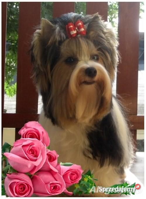 Biewer Yorkshire Terrier szczeniaczki z rodowode Lublin sprzedam