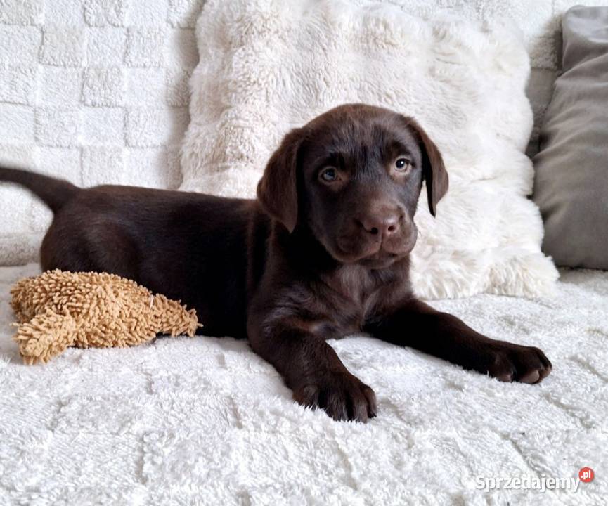 Labrador Retriever wielkopolskie Gostyń