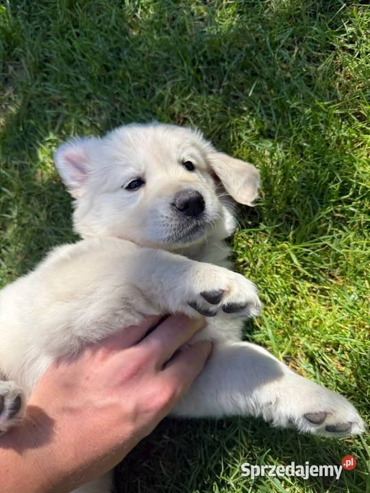 Suczka Golden Retriever FCI ZKwP Lublin