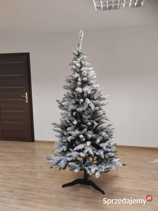 Choinka na święta Jelenia Góra