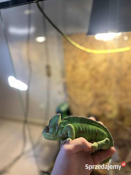 Kameleon Jemeński 2letnia samica terrarium z Dąbrówka sprzedam