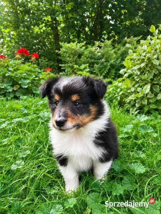 owczarek szetlandzki sheltie piesek blue merle Rudzica