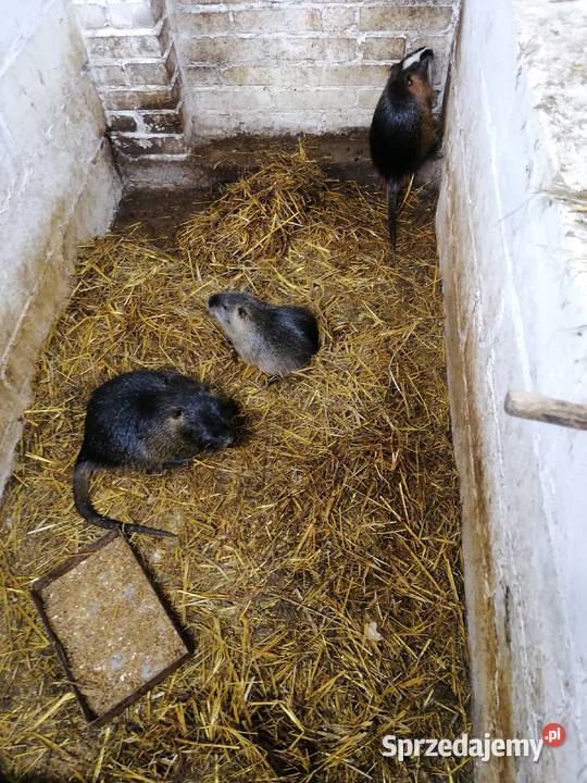 Sprzedam nutrie Dębe Wielkie