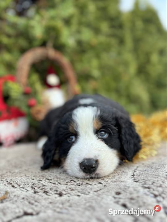 Piękna sunia Berneński Pies Pasterski z śląskie Katowice