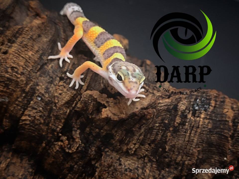 Eublefar Gekon Lamparci maluchy Bytom