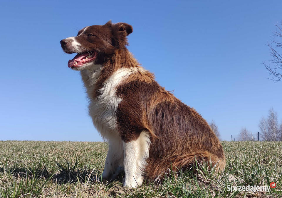 Rasowy Pies Border Collie TOMI z pełną dok z Iwonicz