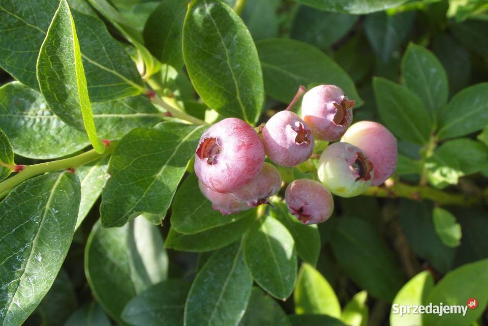 Borówka amerykańska słodka