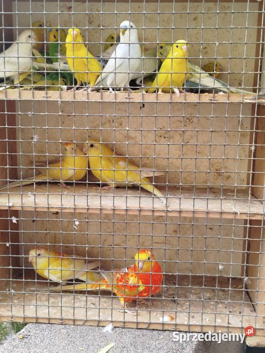 Sprzedam papugi faliste Bukowiec