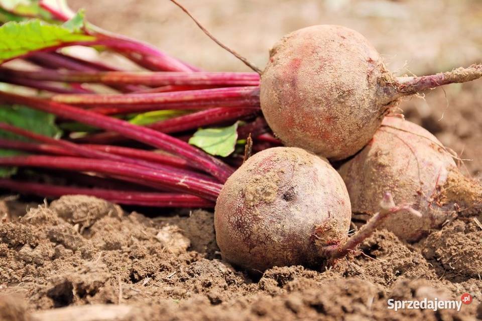 Burak buraczek ćwikłowy jadalny paszowy PAKOWANY Rośliny okopowe Gać