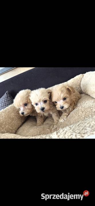 Pięknie szczeniaki Maltipoo