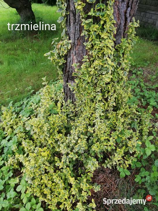 Trzmielina bluszcz zimnozielony Jaworzno